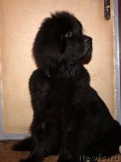 Превью фото № 190834