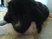 Превью фото № 190847