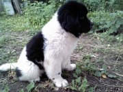 Превью фото № 190874