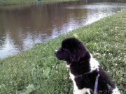 Превью фото № 190875