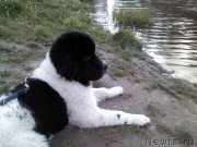 Превью фото № 190876