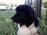 Превью фото № 190880