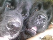 Превью фото № 190900