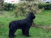 Превью фото № 190905