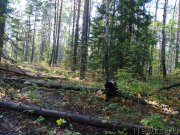 Превью фото № 190962