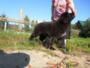 Превью фото № 190991