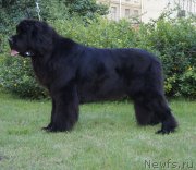 Превью фото № 191020