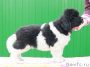 Превью фото № 191035