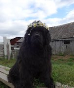 Превью фото № 191069