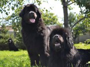 Превью фото № 191096