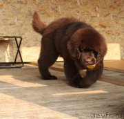 Превью фото № 191211