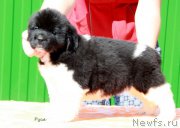 Превью фото № 191212