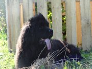 Превью фото № 191213