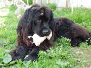 Превью фото № 191238