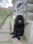 Превью фото № 191247