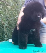 Превью фото № 191255