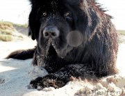 Превью фото № 191298