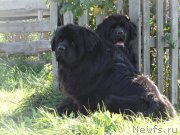 Превью фото № 191307