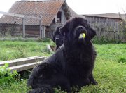 Превью фото № 191327