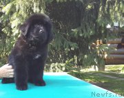 Превью фото № 191331