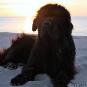 Превью фото № 191379