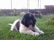 Превью фото № 191383