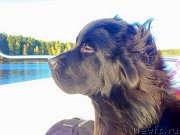 Превью фото № 191396