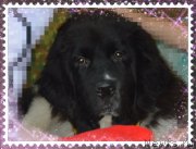 Превью фото № 191427