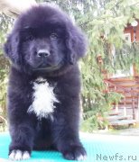 Превью фото № 191474