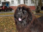 Превью фото № 191483