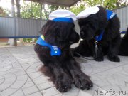 Превью фото № 191492