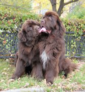 Превью фото № 191533