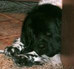 Превью фото № 19154