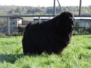 Превью фото № 191611