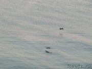 Превью фото № 191660