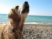 Превью фото № 191686