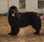 Превью фото № 19170