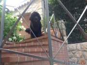 Превью фото № 191717