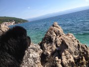 Превью фото № 191718