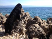 Превью фото № 191719