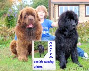 Превью фото № 191790