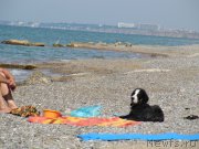 Превью фото № 191835