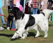 Превью фото № 191877