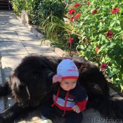 Превью фото № 191956