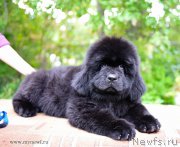 Превью фото № 191958