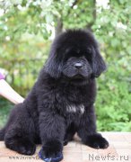 Превью фото № 191959