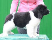 Превью фото № 192131