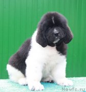 Превью фото № 192132