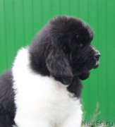 Превью фото № 192134