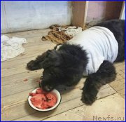 Превью фото № 192142